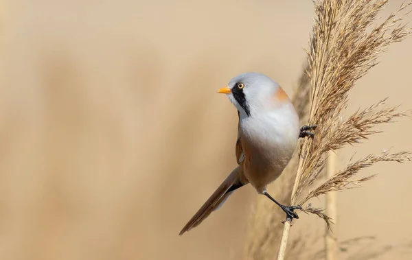 Bearded Reedling Panurus Biarmicus Bird Sits Top Reed Looks Out — Stockfoto