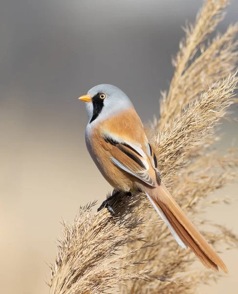 Sakallı reedling, Panurus biarmicus. Bir kuş sazlığın tepesinde oturur ve uzaklara bakar.