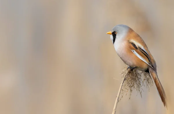 Bearded Reedling Panurus Biarmicus Bird Sits Top Reed — Stockfoto