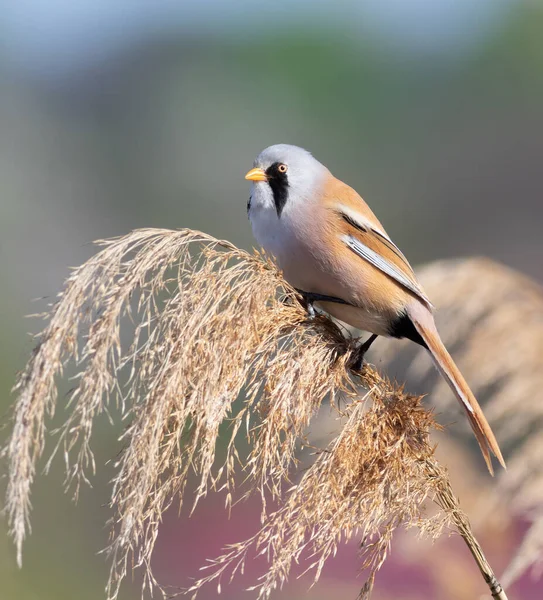 Bearded Reedling Panurus Biarmicus Bird Sits Top Reed Looks Out — Photo