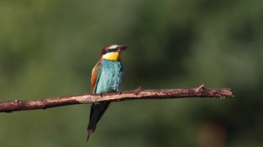 European bee-eater, Merops apiaster. A bird holds a prey in its beak and sits on a beautiful dry branch