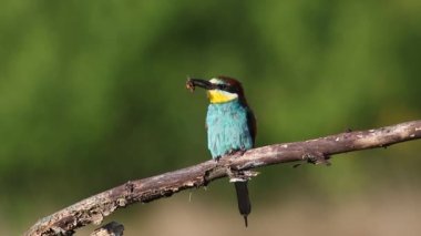 Avrupalı arı yiyici, Merops apiaster. Bir kuş gagasında bir av tutar ve güzel kuru bir dala oturur.