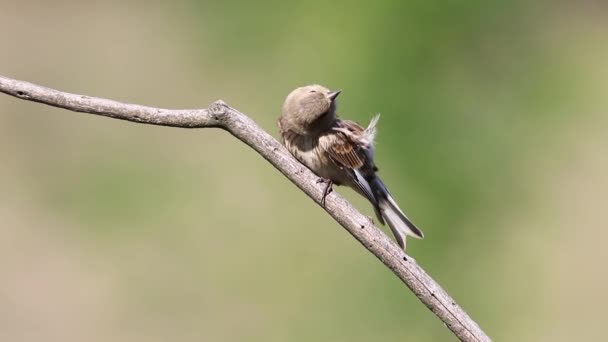Gewöhnliche Linde Linaria Cannabina Ein Junger Vogel Sitzt Auf Einem — Stockvideo