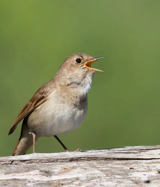 Thrush Nightingale Luscinia Luscinia Early Morning Bird Sings Sitting Old — Stock Photo, Image