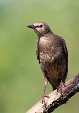 Hadi sığırcık, Sturnus vulgaris. Genç kuş, yaklaş.