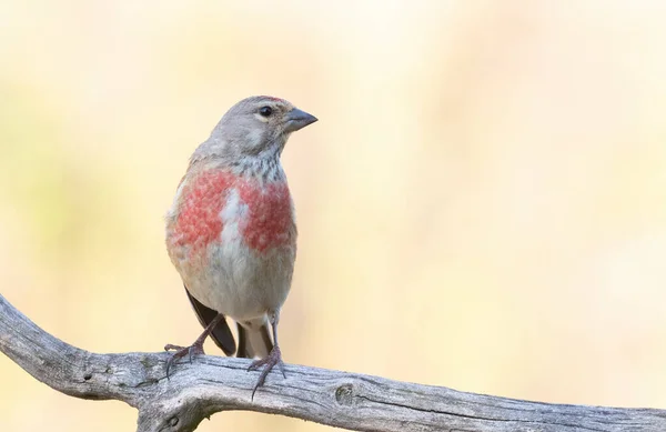 Common Linnet Linaria Cannabina Male Sits Branch Beautiful Golden Background — 스톡 사진