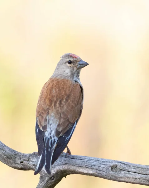 Common Linnet Linaria Cannabina Male Sits Branch Beautiful Golden Background — 스톡 사진