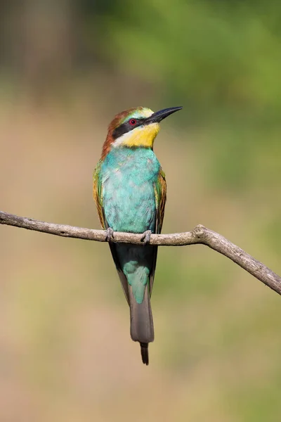 Europeiska Biätaren Merops Apiaster Fågel Sitter Gren Mot Vacker Suddig — Stockfoto