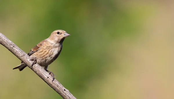 Common Linnet Linaria Cannabina Young Bird Sits Branch Beautiful Green — Stok Foto