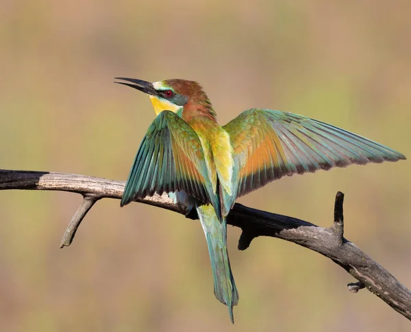 European Bee Eater Merops Apiaster Bird Spread Its Wings — Stok fotoğraf