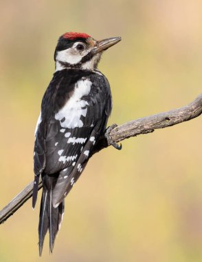Büyük benekli ağaçkakan, Dendrocopos Major. Genç bir kuş bulanık bir arka planda bir dala oturur.