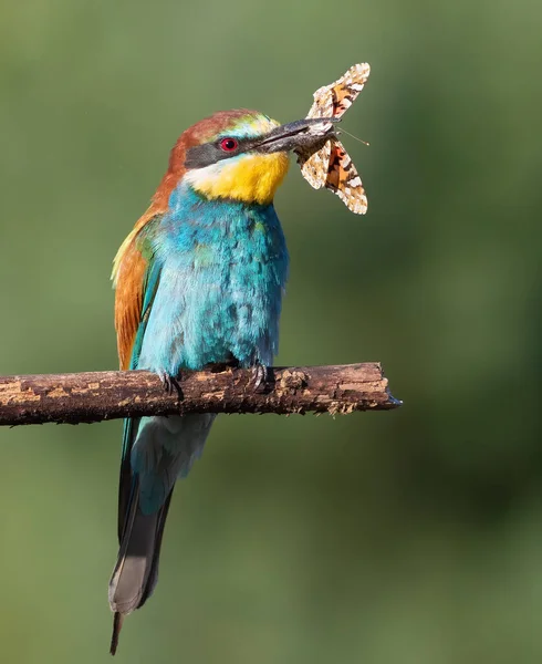 Європейська Бджолоїдка Апістер Меропс Птах Сидить Гілці Тримає Метелика Дзьобі — стокове фото