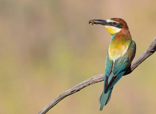 European Bee Eater Merops Apiaster Bird Sits Beautiful Curved Branch — Stock Photo, Image