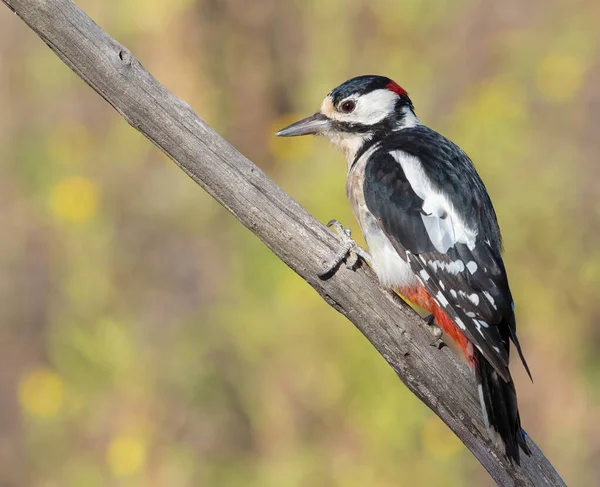 Great Spotted Woodpecker Dendrocopos Major Male Sits Branch Beautiful Background — Stock Photo, Image