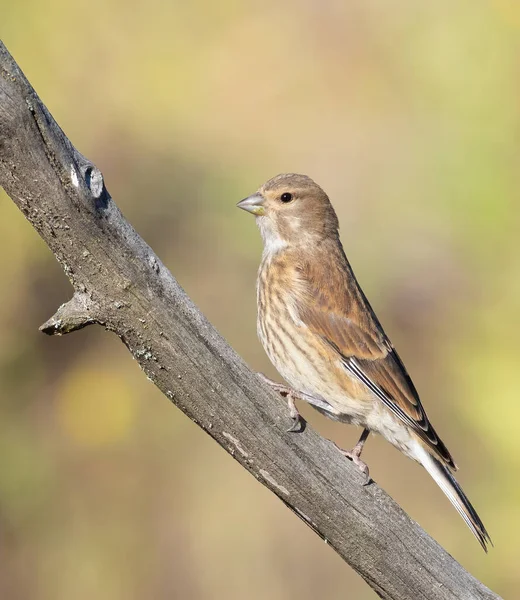 Common Linnet Linaria Cannabina Young Bird Sits Branch Beautiful Blurred — 스톡 사진