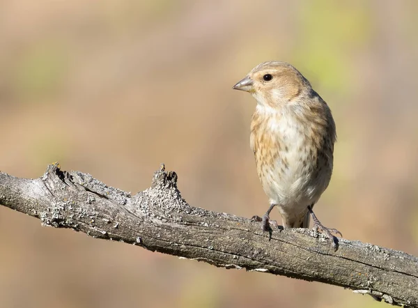 Common Linnet Linaria Cannabina Young Bird Sits Branch Beautiful Blurred — Foto de Stock