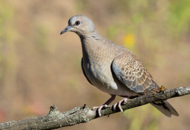 European turtle dove, Streptopelia turtur. A bird sits on an old dry branch on a blurry background
