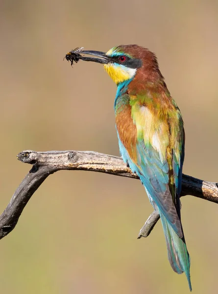 European Bee Eater Merops Apiaster Bird Sits Beautiful Old Branch — 图库照片