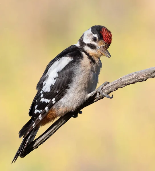 Great Spotted Woodpecker Dendrocopos Major Young Bird Sits Branch Blurry — Stock Photo, Image