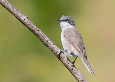 Sıradan bir Whitethroat, Sylvia Communis. Genç bir kuş sabahın erken saatlerinde güzel bulanık bir arka planda bir dala oturur.