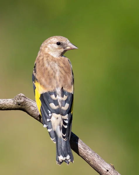 European Goldfinch Carduelis Carduelis Young Bird Sits Branch Beautiful Background — 스톡 사진