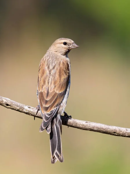 Common Linnet Linaria Cannabina Young Bird Sits Branch Beautiful Background — 스톡 사진
