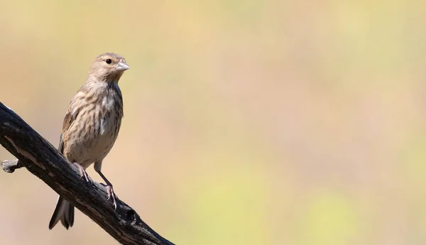 Common Linnet Linaria Cannabina Young Bird Sits Branch Beautiful Background — Stockfoto