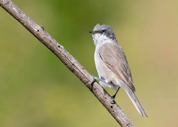 Common Whitethroat Sylvia Communis Young Bird Sits Branch Early Morning — Stock Photo, Image