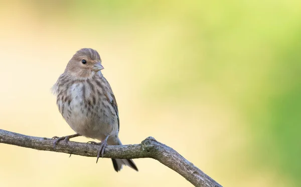 Linnet Linaria Cannabina Mladý Pták Sedí Větvi Krásném Zlatém Pozadí — Stock fotografie