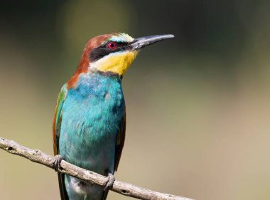 European bee-eater, Merops apiaster. A bird sits on a branch. Close-up