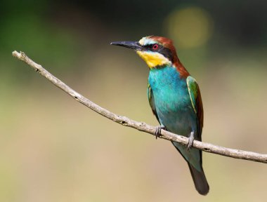 European bee-eater, Merops apiaster. Close-up of the bird against a beautiful blurred background