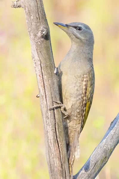 Grey Headed Woodpecker Picus Canus Young Female Sits Dry Branch — Stock Photo, Image
