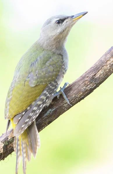 Grey Headed Woodpecker Picus Canus Close Bird — Zdjęcie stockowe
