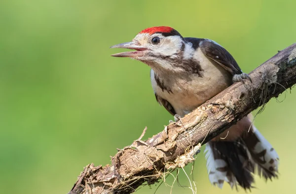 Great Spotted Woodpecker Dendrocopos Major Young Bird Sits Branch Blurry — Stock Photo, Image