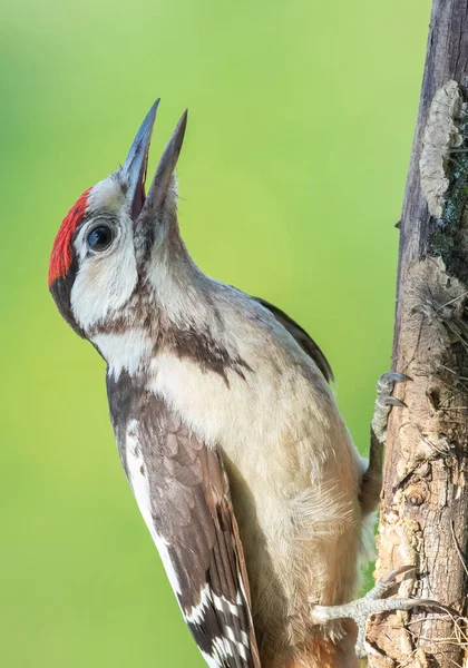 Great Spotted Woodpecker Dendrocopos Major Young Bird Sits Branch Blurry — Stock Photo, Image