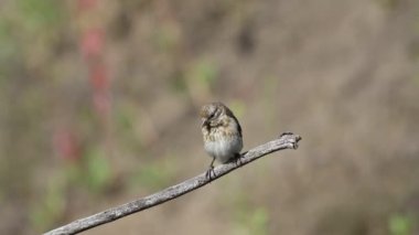European goldfinch, Carduelis carduelis. A bird sat on a dry branch