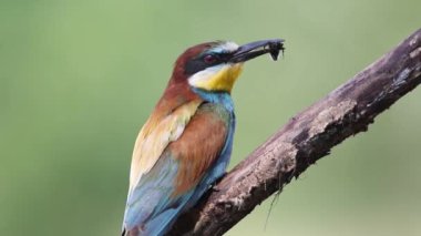 European bee-eater, Merops apiaster. A bird sits on a beautiful old branch and holds a prey in its beak