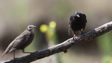 Common starling, Sturnus vulgaris. Adult and young birds sitting on a branch