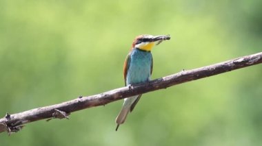 European bee-eater, Merops apiaster. A bird sits on a beautiful old branch and holds a prey in its beak