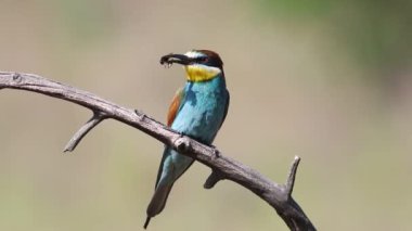European bee-eater, Merops apiaster. A bird sits on a beautiful old branch and holds a prey in its beak