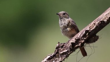 Black redstart, Phoenicurus ochruros. A young bird sits on a beautiful dry branch