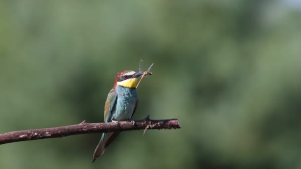 European Bee Eater Merops Apiaster Bird Sits Beautiful Old Branch — Vídeo de stock