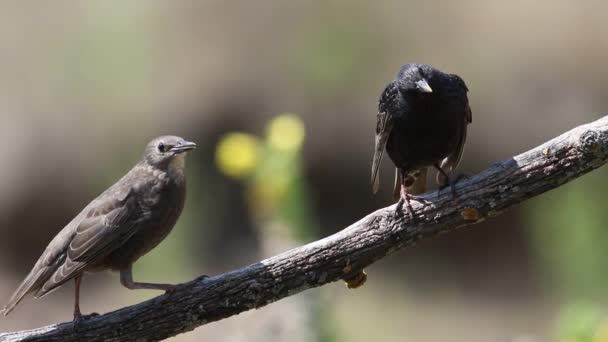 Common Starling Sturnus Vulgaris Adult Young Birds Sitting Branch — Vídeo de stock