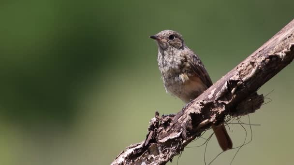 Black Redstart Phoenicurus Ochruros Young Bird Sits Beautiful Dry Branch — Video