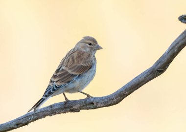Common linnet, Linaria cannabina. A young bird sits on a branch against a beautiful gold background