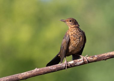 Common blackbird, Turdus merula. A young bird sits on a branch against a beautiful blurry background