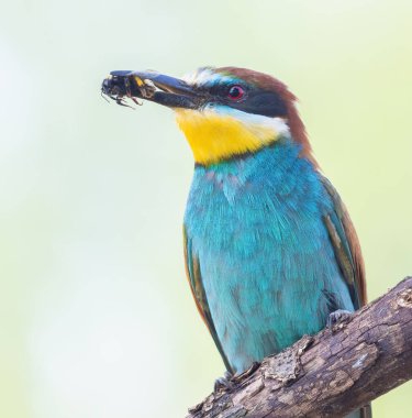European bee-eater, Merops apiaster. A bird holds a prey in its beak. Close-up