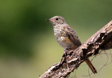 Black redstart, Phoenicurus ochruros. A young bird sits on a beautiful dry branch