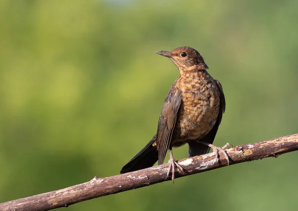 Common Blackbird Turdus Merula Young Bird Sits Branch Beautiful Blurry — Stock Photo, Image