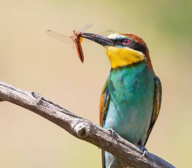 European bee-eater, Merops apiaster. A bird holds a dragonfly in its beak. Close-up